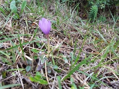 Crocus serotinus