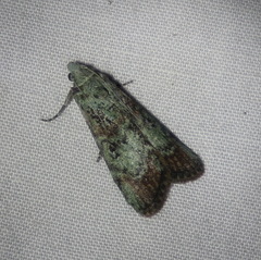 Heteromicta tripartitella