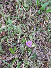 Crocus serotinus