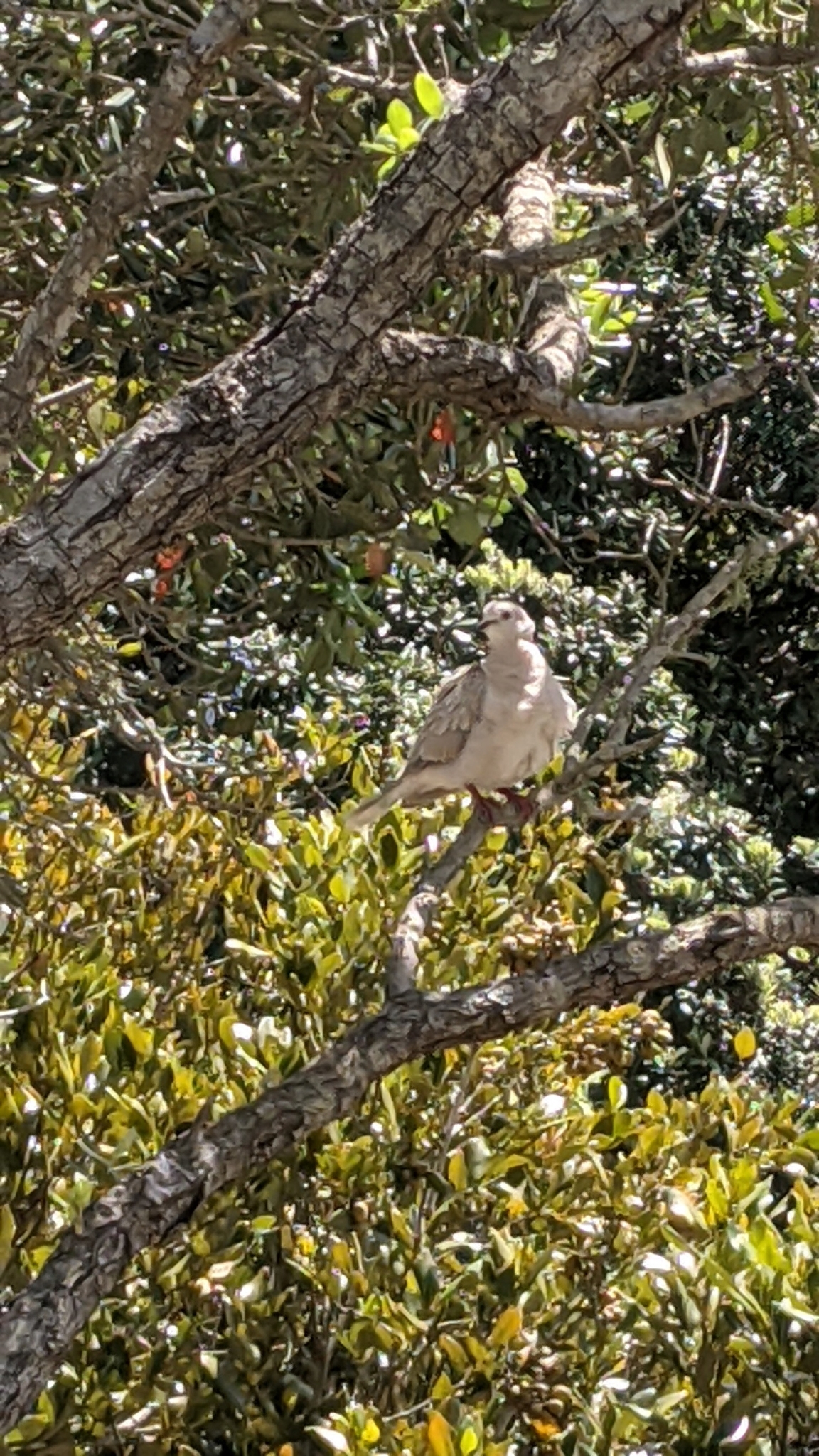 African Collared Dove