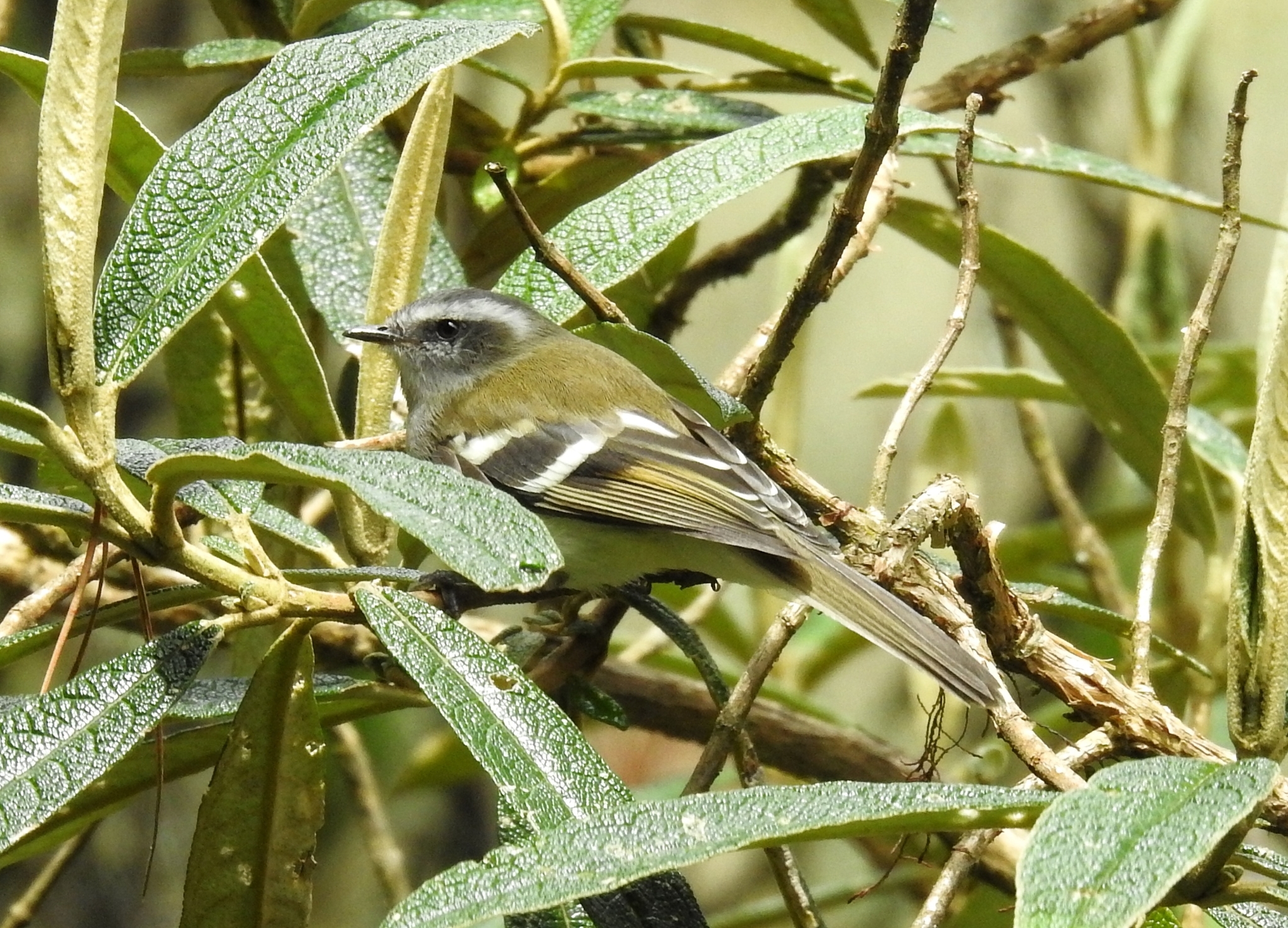 White-banded Tyrannulet illustration