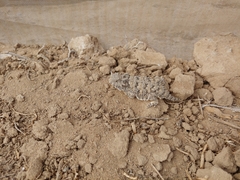 Phrynosoma cerroense