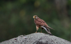 Falco moluccensis
