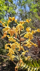 Dendrobium discolor