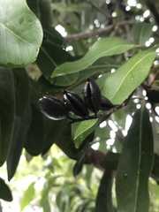 Buckinghamia celsissima