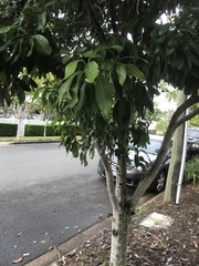 Buckinghamia celsissima