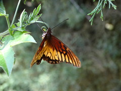 Dione glycera