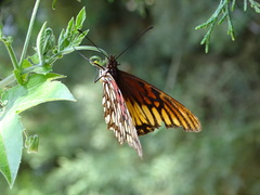 Dione glycera