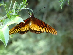 Dione glycera