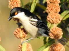 Dryoscopus cubla cubla