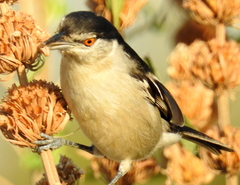 Dryoscopus cubla cubla