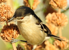 Dryoscopus cubla cubla