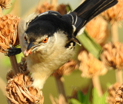 Dryoscopus cubla cubla