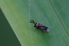 Eucharitidae