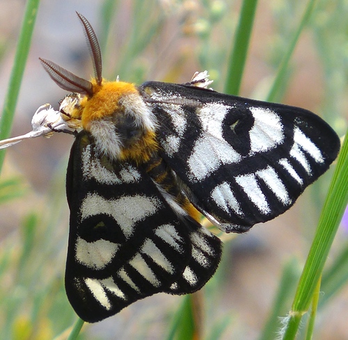 Sagebrush Sheep Moth