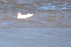 Chroicocephalus ridibundus