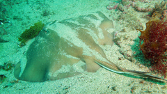 Urolophus bucculentus