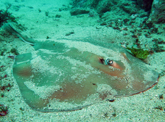 Urolophus bucculentus