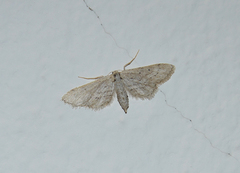 Idaea longaria