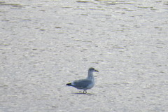Larus argentatus