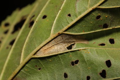 Phyllonorycter rajella