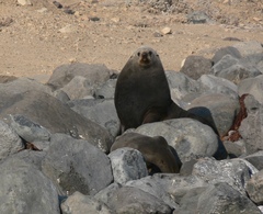 Arctocephalus townsendi
