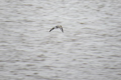 Pluvialis squatarola