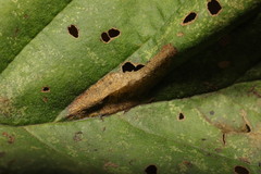 Phyllonorycter rajella