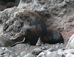 Arctocephalus townsendi