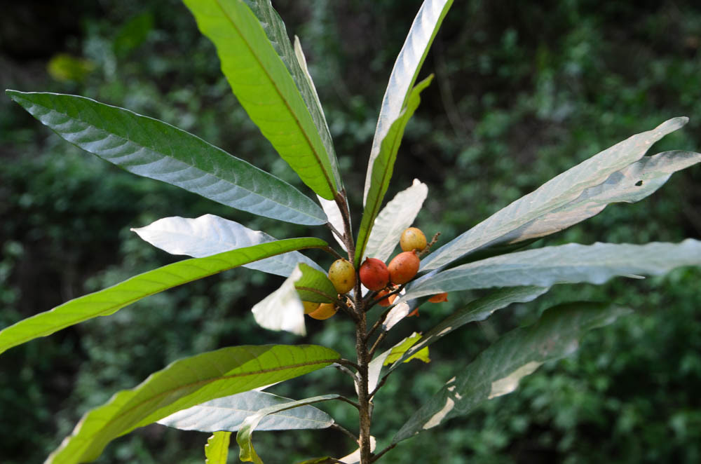 Aglaia taynguyenensis (Aglaia taynguyenensis)