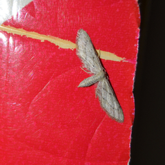 Idaea longaria