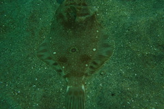 Pleuronichthys ritteri