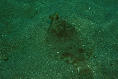 Pleuronichthys ritteri
