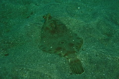 Pleuronichthys ritteri