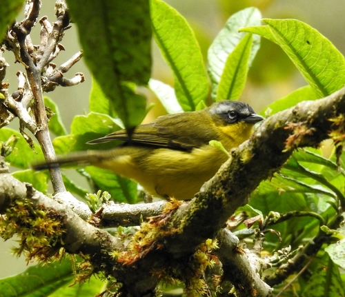 Superciliaried Hemispingus (Thlypopsis superciliaris), photo 2