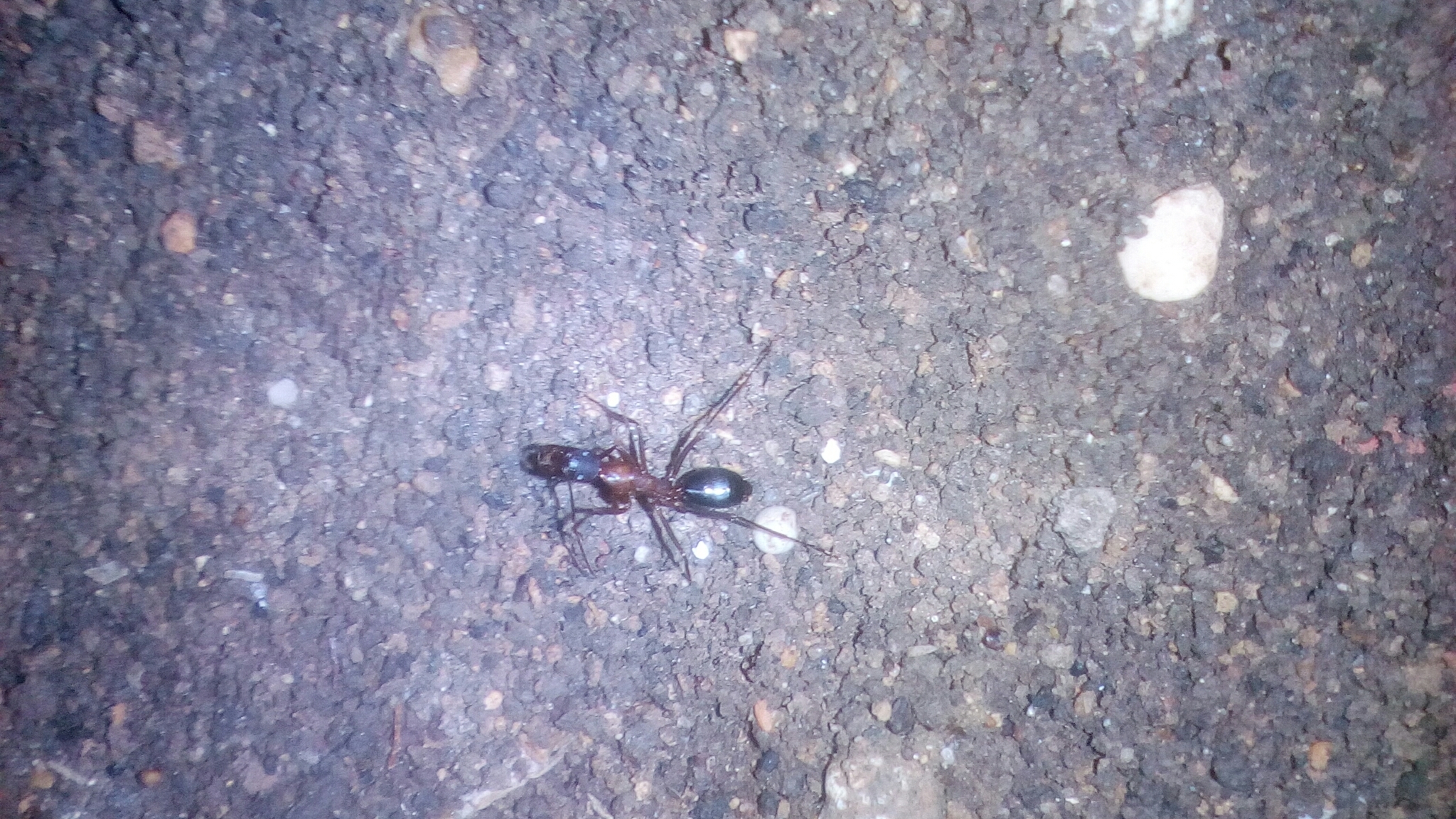 Camponotus barbaricus