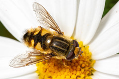 Dolichogyna chilensis