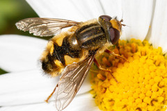 Dolichogyna chilensis