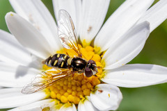 Allograpta hortensis