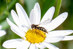 Allograpta hortensis