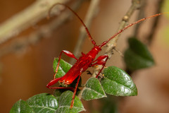 Chenoderus testaceus