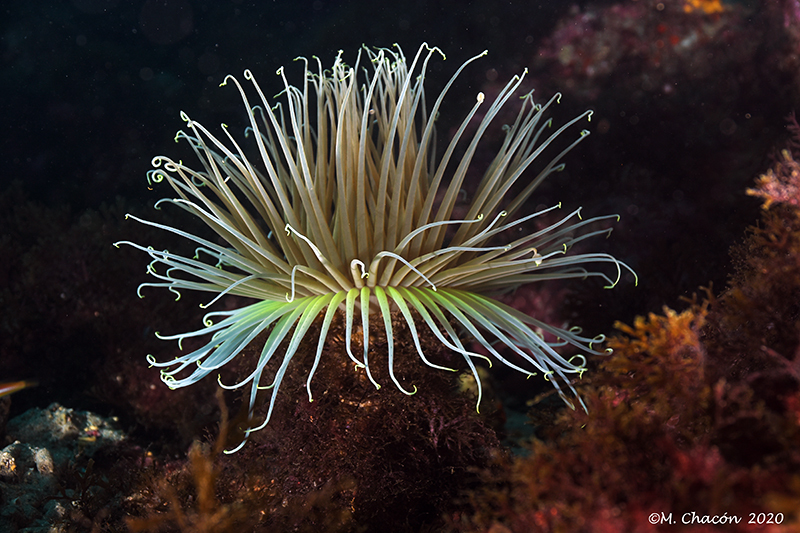*anemone* 様BS CD　グリーン ECC Nexus Burst Anemone – New Wave Aquaria