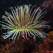 Cylinder Anemone - Photo (c) whodden, some rights reserved (CC BY-NC), uploaded by whodden
