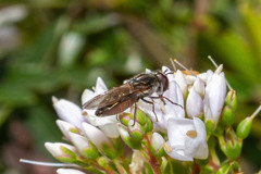 Platycheirus fenestrata