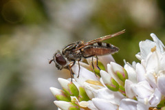 Platycheirus fenestrata