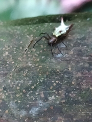 Micrathena rubicundula