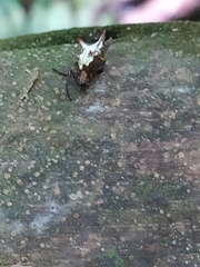 Micrathena rubicundula