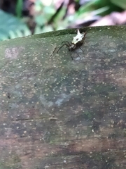 Micrathena rubicundula