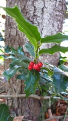 Ilex colchica