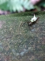 Micrathena rubicundula